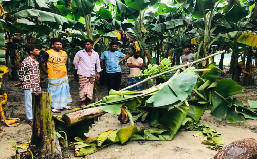 নরসিংদীর শিবপুরে মাদকের বিরুদ্ধে প্রতিবাদ করায় কলা বাগান কেটে ফেলাসহ হত্যার হুমকি